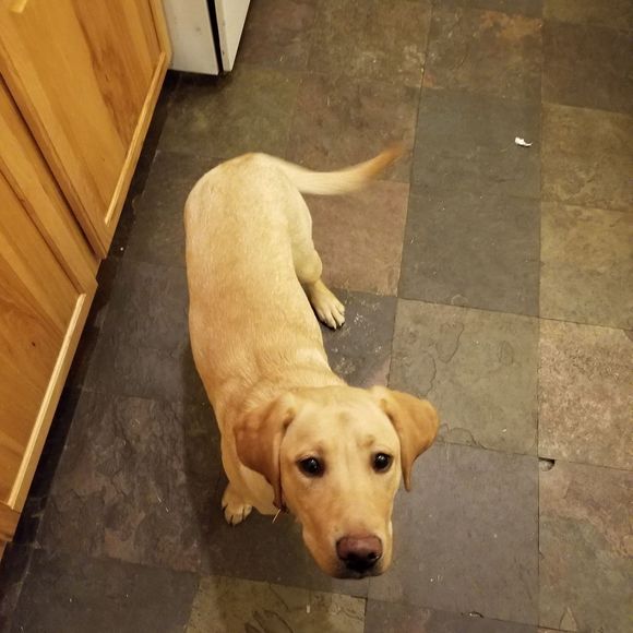 Meet your Posher, Bradley - Picture 1 of 1